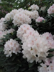Rhodo Mollie's Gift